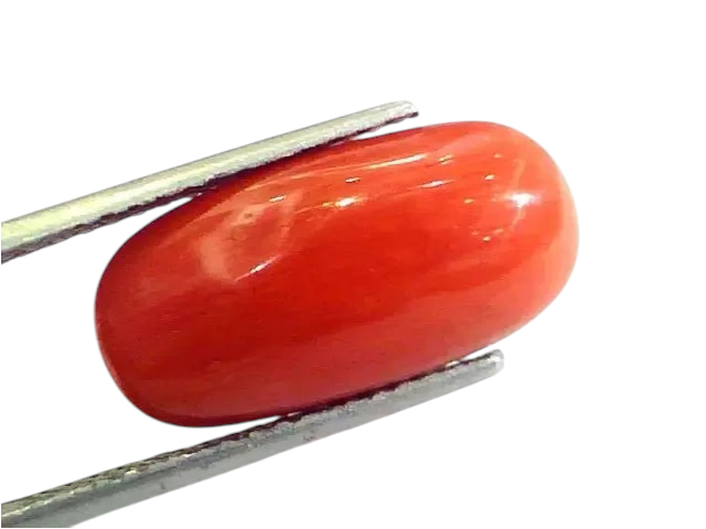 Huge 10.57 Ct Untreated Natural Premium Italian Red Coral AAAAA - Venus Gems