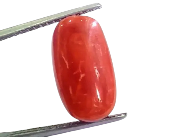 Huge 10.26 Ct Untreated Natural Premium Italian Red Coral AAAAA - Venus Gems
