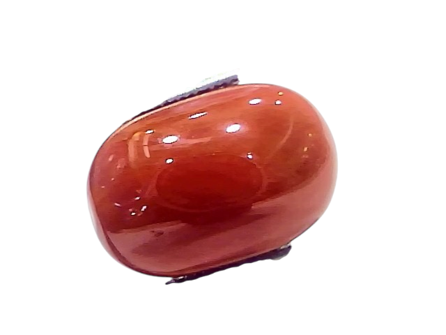 Natural untreated Italian red coral gemstone, 10.61 Ct, smooth oval shape, vibrant reddish-orange color, held with tweezers.