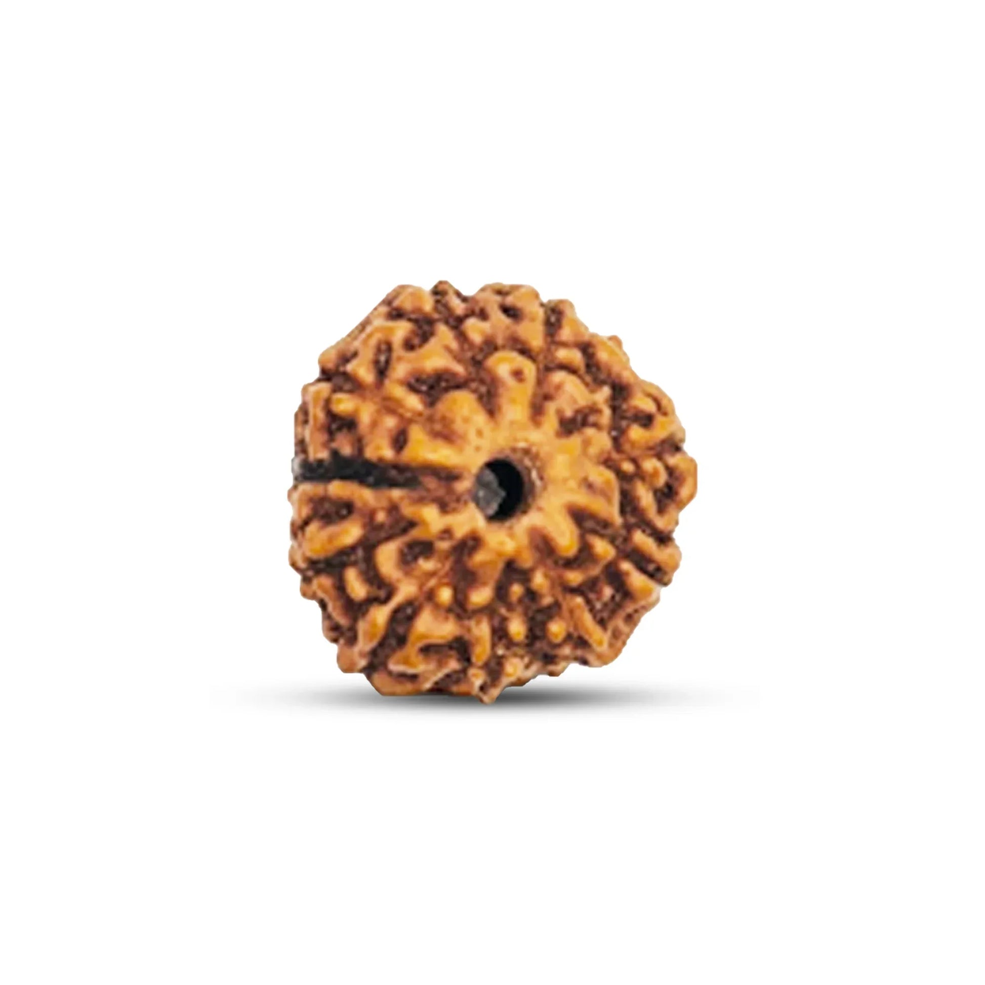 10 Mukhi Indonesian Rudraksha Natural and Certified - Venus Gems