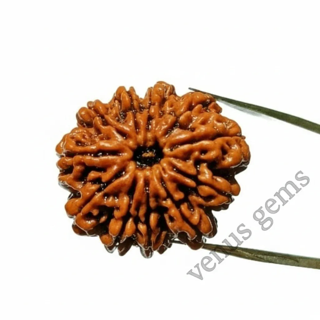11 Mukhi Nepali Rudraksha Natural and Certified - Venus Gems