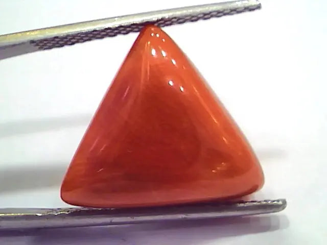 Huge 11.10 Ct 17 Ratti Natural Italian Triangle Red Coral Moonga Stone