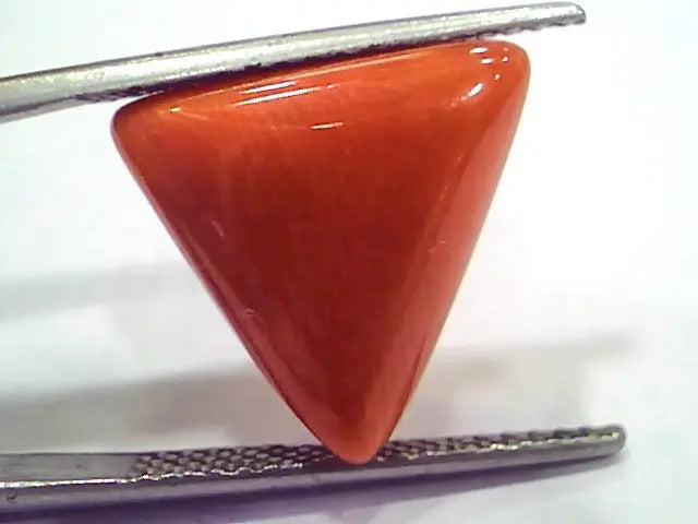 Huge 11.10 Ct 17 Ratti Natural Italian Triangle Red Coral Moonga Stone