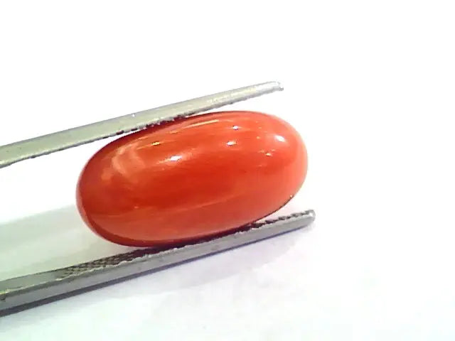 Huge 11.21 Ct Untreated Natural Premium Italian Red Coral AAAAA