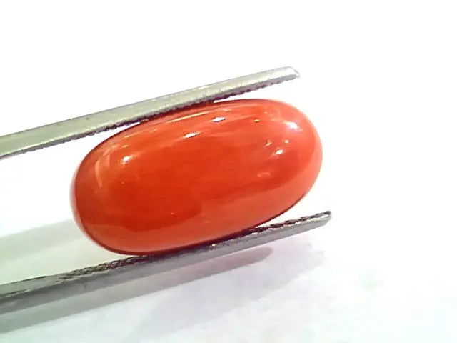 Huge 11.21 Ct Untreated Natural Premium Italian Red Coral AAAAA