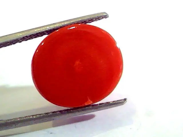 Huge 11.25 Ct Untreated Natural Premium Italian Red Coral AAAAA
