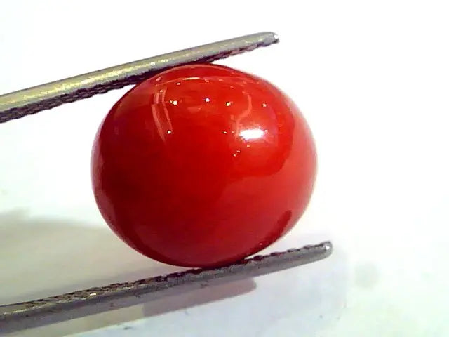 Huge 11.25 Ct Untreated Natural Premium Italian Red Coral AAAAA