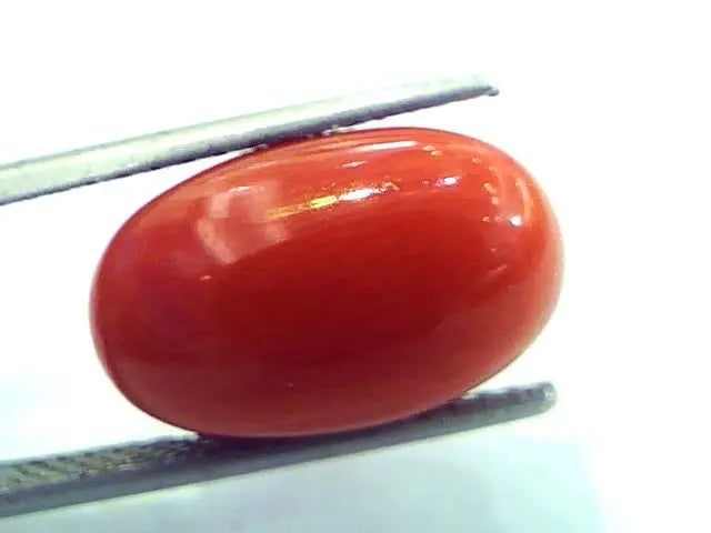 Huge 11.37 Ct Untreated Natural Italian Red Coral Premium AAA