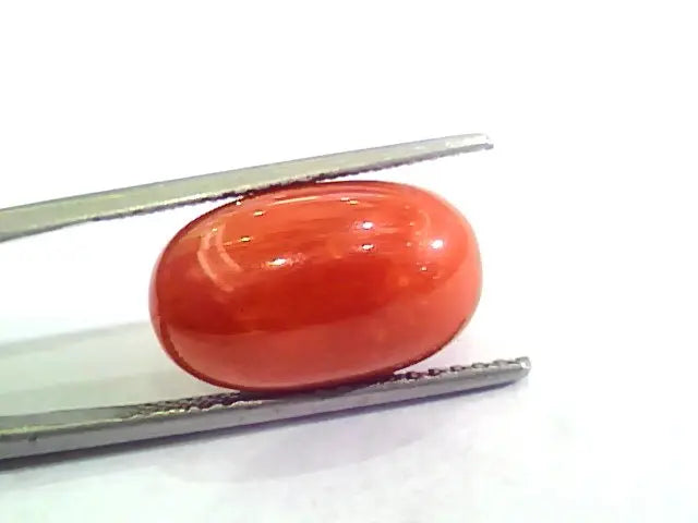Huge 11.72 Ct Untreated Natural Premium Italian Red Coral AAAAA
