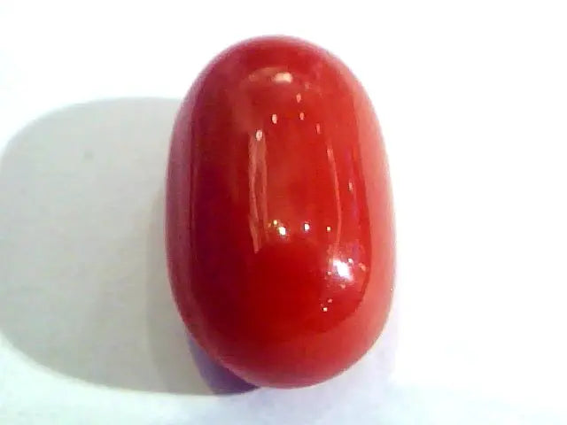 Huge 11.81 Ct Untreated Natural Premium Italian Red Coral AAAAA