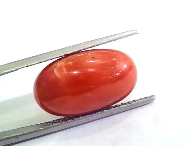 Huge 11.84 Ct Untreated Natural Premium Italian Red Coral AAAAA