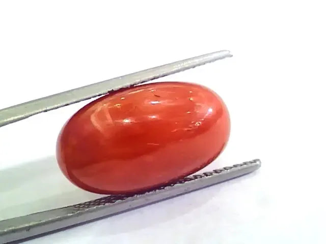 Huge 11.95 Ct Untreated Natural Premium Italian Red Coral AAAAA - Venus Gems