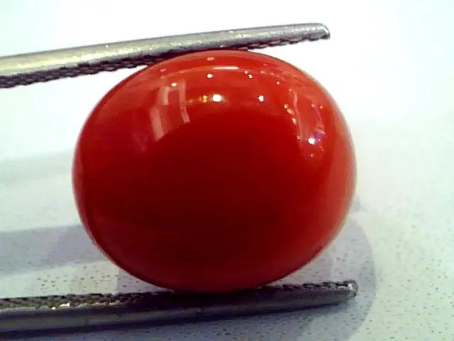 Huge 11.91 Ct Premium Natural Italian Red Coral,Real Moonga Gemstone AAA