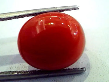 Huge 11.91 Ct Premium Natural Italian Red Coral,Real Moonga Gemstone AAA
