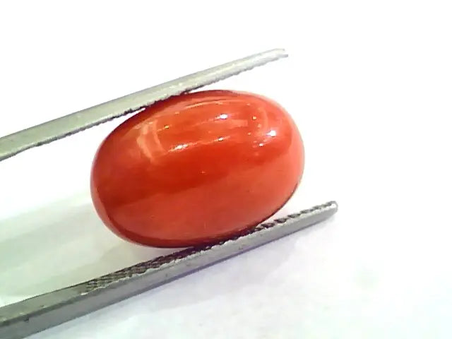 Huge 11.96 Ct Untreated Natural Premium Italian Red Coral AAAAA