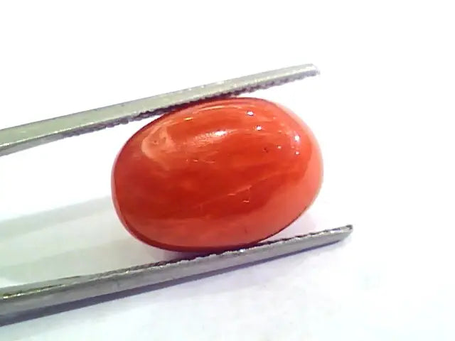 Huge 11.96 Ct Untreated Natural Premium Italian Red Coral AAAAA