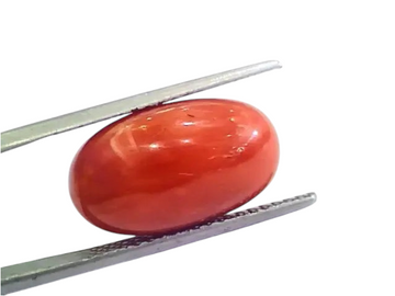 Huge 11.95 Ct Untreated Natural Premium Italian Red Coral AAAAA - Venus Gems