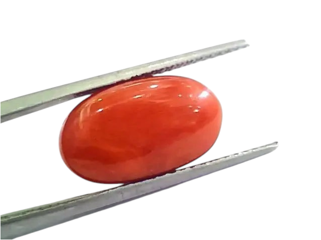 Huge 11.95 Ct Untreated Natural Premium Italian Red Coral AAAAA - Venus Gems
