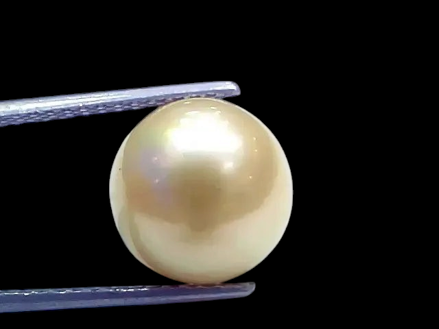 Huge 11.72 Ct Natural Certified Real South Sea Pearl Certified Moti - Venus Gems