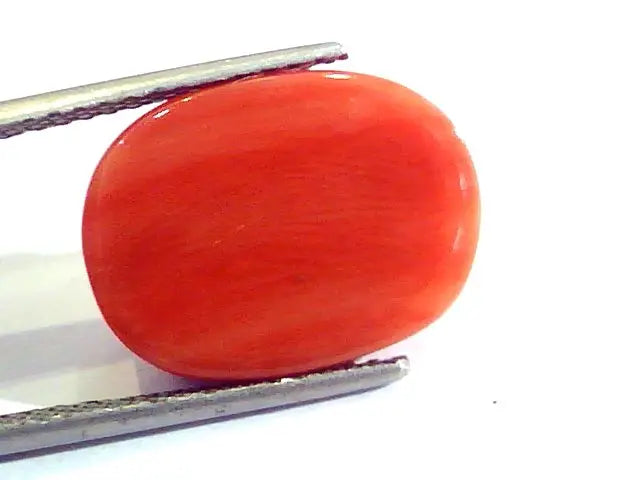 Huge 12.10 Ct Untreated Natural Premium Italian Red Coral AAAAA