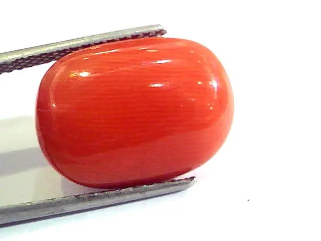 Huge 12.10 Ct Untreated Natural Premium Italian Red Coral AAAAA