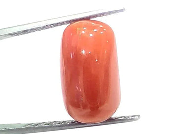 Huge 12.43 Ct Natural Untreated Italian Red Coral Moonga Gemstone - Venus Gems