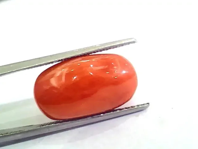 Huge 12.46 Ct Untreated Natural Premium Italian Red Coral AAAAA - Venus Gems
