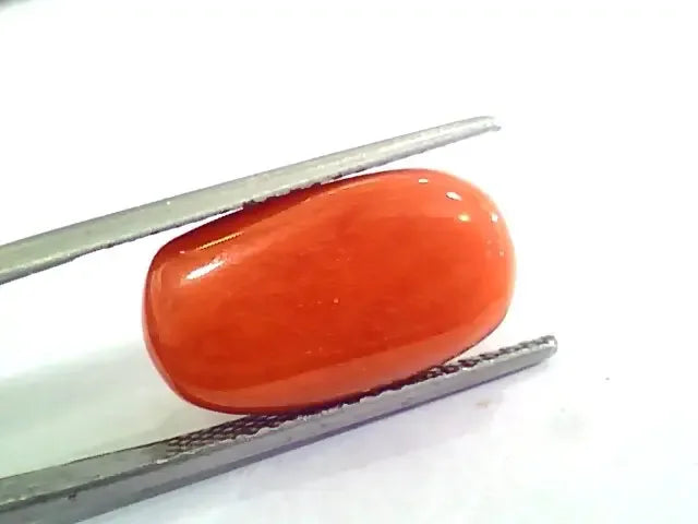 Huge 12.46 Ct Untreated Natural Premium Italian Red Coral AAAAA - Venus Gems