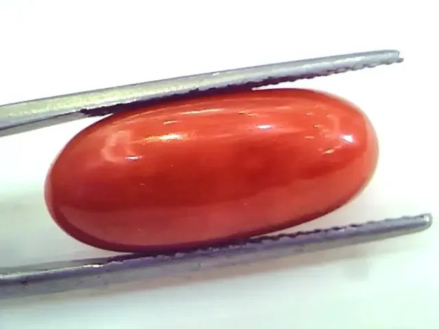 Huge 12.54 Ct Untreated Natural Premium Italian Red Coral Gems AAA - Venus Gems