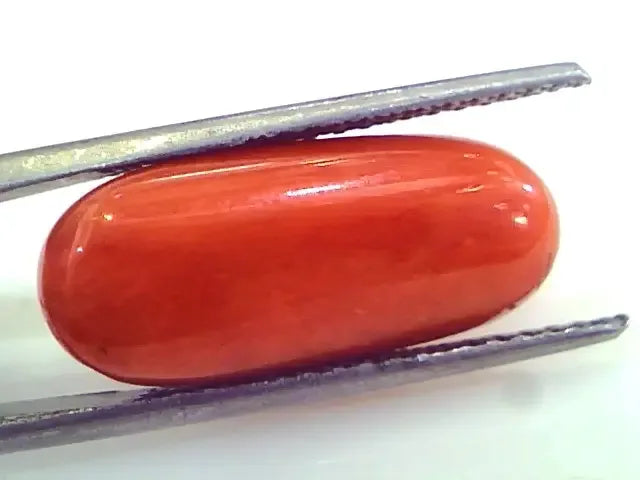 Huge 12.54 Ct Untreated Natural Premium Italian Red Coral Gems AAA - Venus Gems