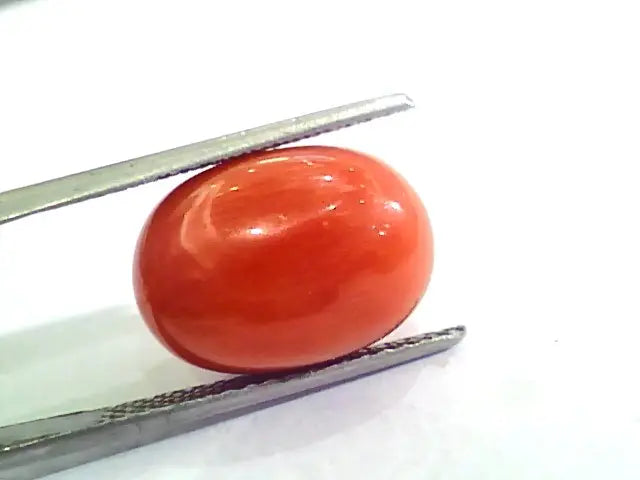 Huge 12.80 Ct Untreated Natural Premium Italian Red Coral AAAAA