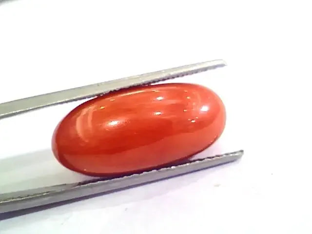 Huge 12.85 Ct Untreated Natural Premium Italian Red Coral AAAAA - Venus Gems