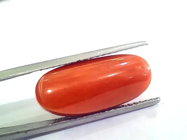Huge 12.85 Ct Untreated Natural Premium Italian Red Coral AAAAA - Venus Gems