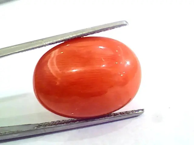 Huge 13.00 Ct Untreated Natural Premium Italian Red Coral AAAAA