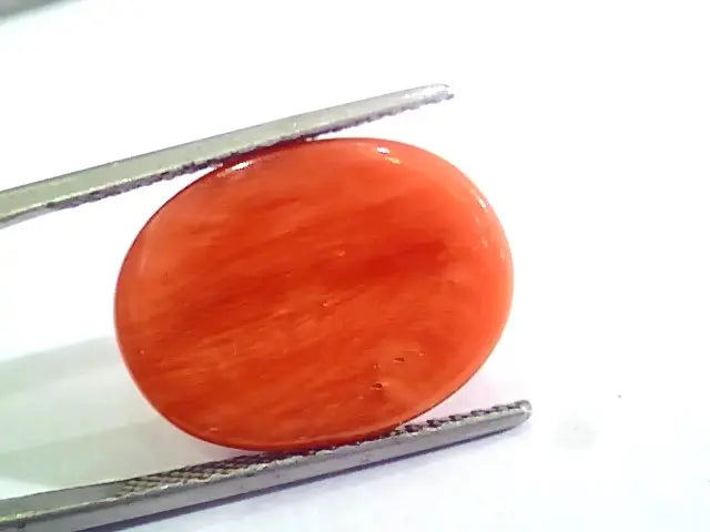 Huge 13.00 Ct Untreated Natural Premium Italian Red Coral AAAAA