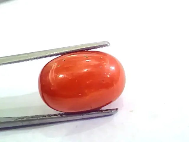 Huge 13.00 Ct Untreated Natural Premium Italian Red Coral AAAAA - Venus Gems