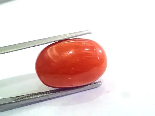 Huge 13.00 Ct Untreated Natural Premium Italian Red Coral AAAAA - Venus Gems