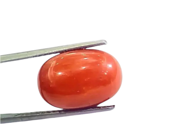 Huge 13.00 Ct Untreated Natural Premium Italian Red Coral AAAAA - Venus Gems
