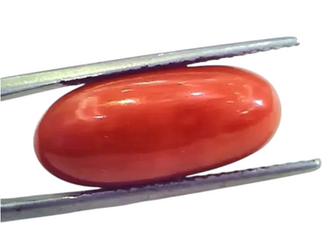 Huge 12.54 Ct Untreated Natural Premium Italian Red Coral Gems AAA - Venus Gems