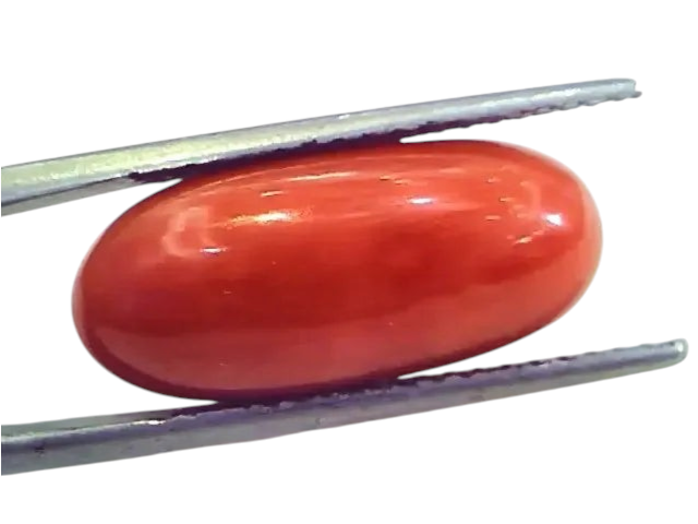 Huge 12.54 Ct Untreated Natural Premium Italian Red Coral Gems AAA - Venus Gems