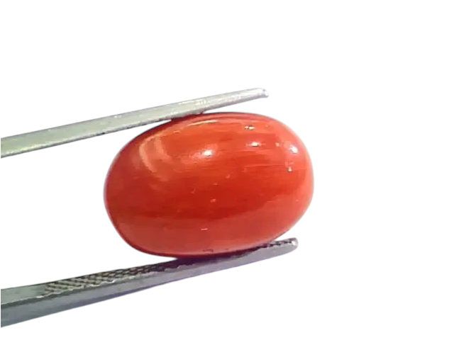 Huge 13.00 Ct Untreated Natural Premium Italian Red Coral AAAAA - Venus Gems