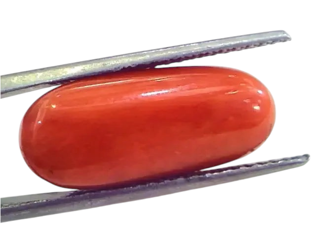 Huge 12.54 Ct Untreated Natural Premium Italian Red Coral Gems AAA - Venus Gems