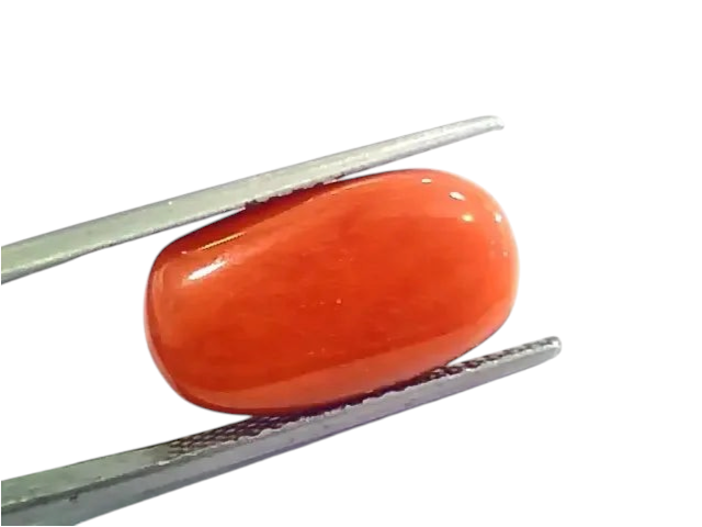 Huge 12.46 Ct Untreated Natural Premium Italian Red Coral AAAAA - Venus Gems