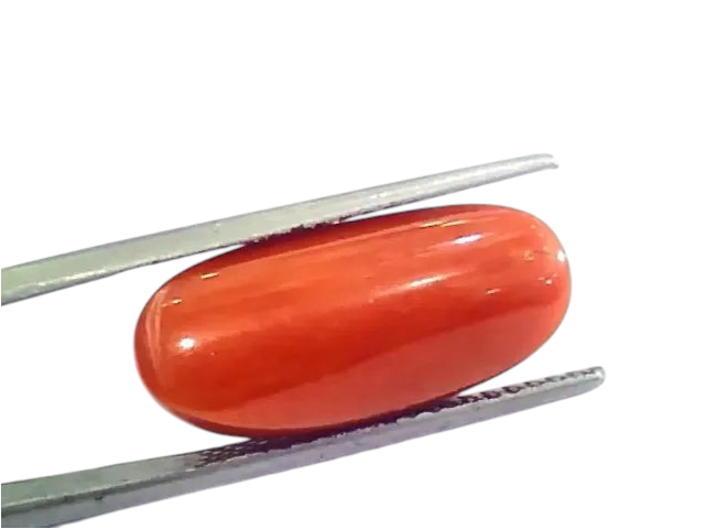 Huge 12.85 Ct Untreated Natural Premium Italian Red Coral AAAAA - Venus Gems