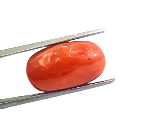 Huge 12.46 Ct Untreated Natural Premium Italian Red Coral AAAAA - Venus Gems