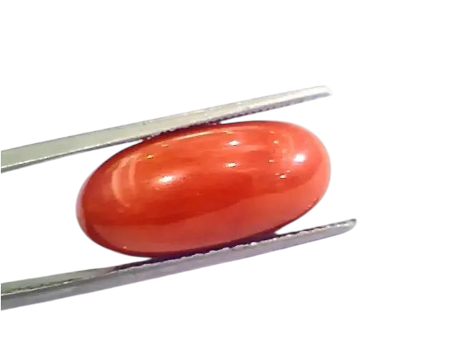 Huge 12.85 Ct Untreated Natural Premium Italian Red Coral AAAAA - Venus Gems