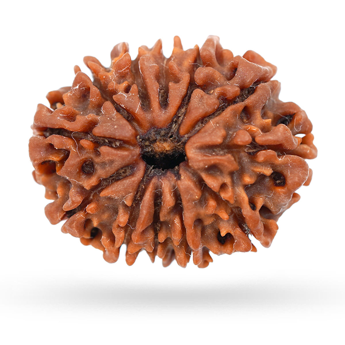 12 Mukhi Rudraksha bead from Venus Gems, featuring a textured, natural brown surface with distinct ridges and a central hole.