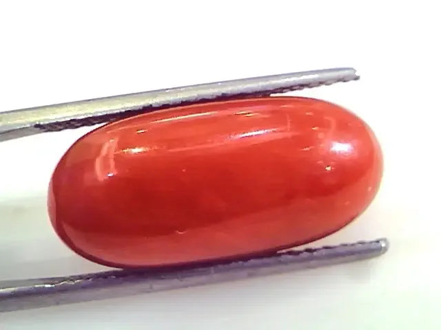 Huge 13.04 Ct Untreated Natural Premium Italian Red Coral Gems AAA - Venus Gems
