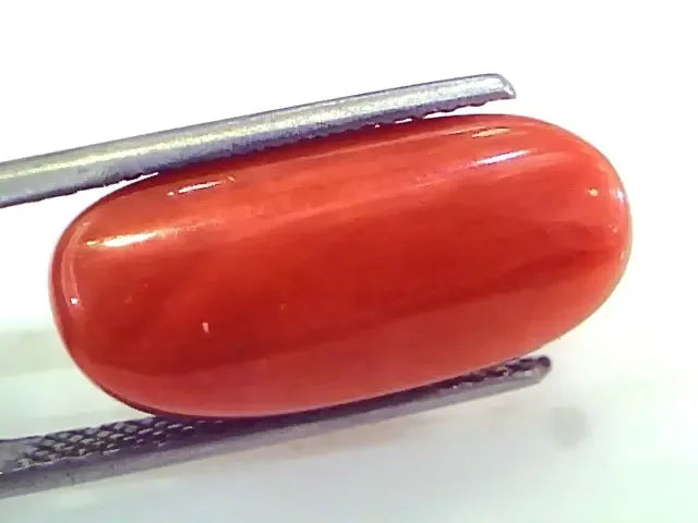 Huge 13.04 Ct Untreated Natural Premium Italian Red Coral Gems AAA - Venus Gems