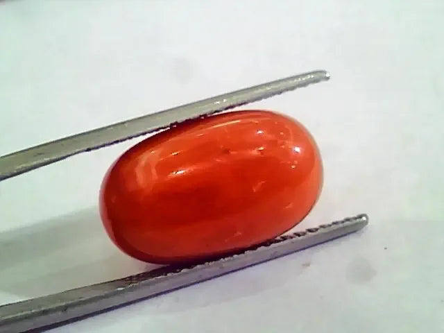 Huge 13.10 Ct Untreated Natural Premium Italian Red Coral AAAAA - Venus Gems